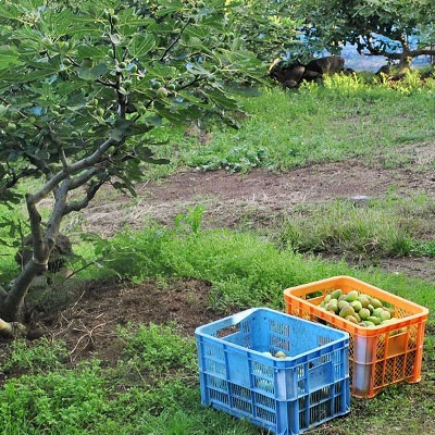 秋田の地ビール いちじくエール3本（330ml×3本） お酒 