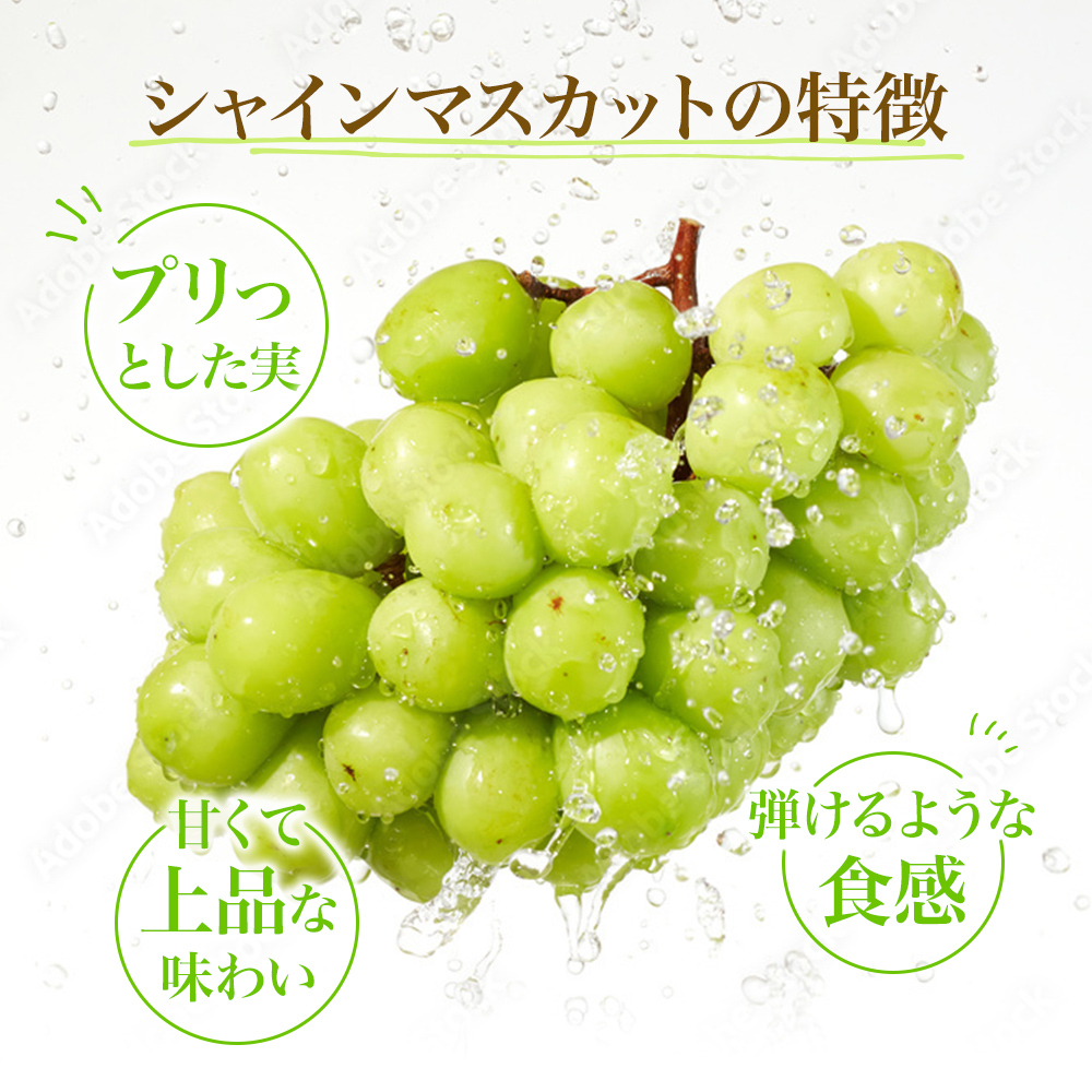 先行予約 甘く食べやすい シャインマスカット 2房（1房 600～700g）＜出荷時期：2025年9月下旬～10月上旬ごろ＞数量限定 期間限定 果物 フルーツ ぶどう ブドウ マスカット