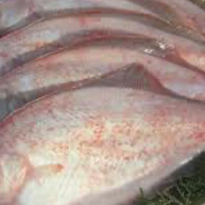 にかほ市の漁師厳選！秋田沖の旬のお魚パック！（Lサイズ・3～4人前） 魚介類 直送 新鮮 詰め合わせ 