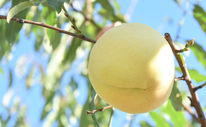 桃 2026年 先行予約 白桃 冬美白 とうびはく 2玉 1玉約350g もも モモ 令和7年 岡山 赤磐市産 国産 フルーツ 果物 ギフト 果肉 しっかり 柔らかい 食感 大変貴重 高糖度 栽培方法 