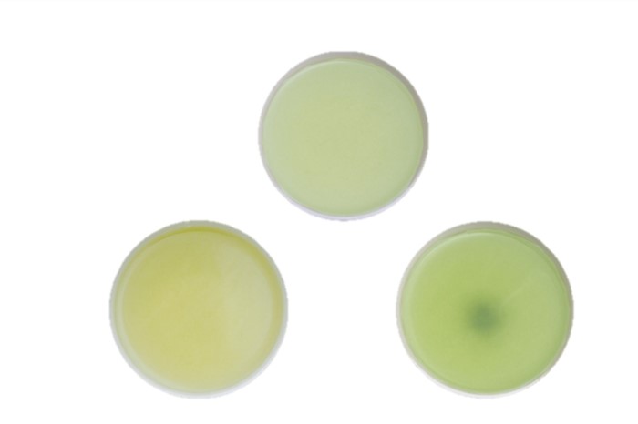 手摘み玉露と宇治茶2種のお詰合せ～宇治田原最高茶師～〈お茶 茶 煎茶 緑茶 茶葉 玉露 手摘み玉露 雁が音 茎茶 詰合せ 最高茶師 大臣賞 飲料 加工食品〉 