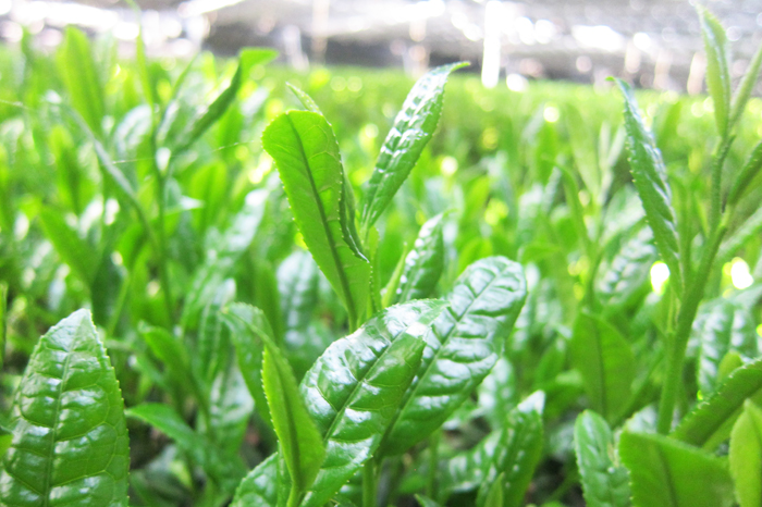 【数量限定】農林水産大臣賞受賞者　下岡清富×谷勝谷健士×谷口悟司　コラボ宇治茶〈限定 お茶 茶 煎茶 緑茶 茶葉 玉露 かぶせ茶 コラボ 詰合せ 最高茶師 大臣賞 飲料 加工食品〉 