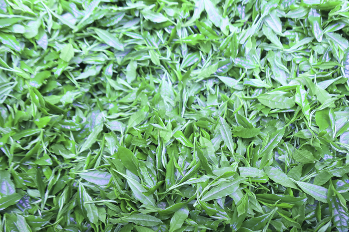 【数量限定】京都・緑茶発祥の地、大臣賞生産者のお茶を大臣賞茶師がティーバッグにしました〈お茶 茶 煎茶 緑茶  茶葉 玉露  かぶせ茶 ティーバッグ 詰合せ 最高茶師 大臣賞 飲料 加工食品〉 