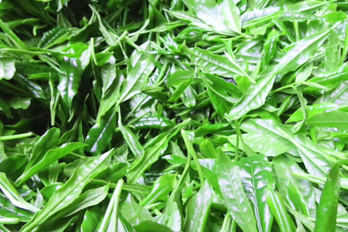 手摘み玉露と宇治煎茶のお詰合せ～宇治田原最高茶師～〈お茶 茶 煎茶 緑茶 茶葉 玉露 手摘み玉露 雁が音 茎茶 詰合せ 最高茶師 大臣賞 飲料 加工食品〉 