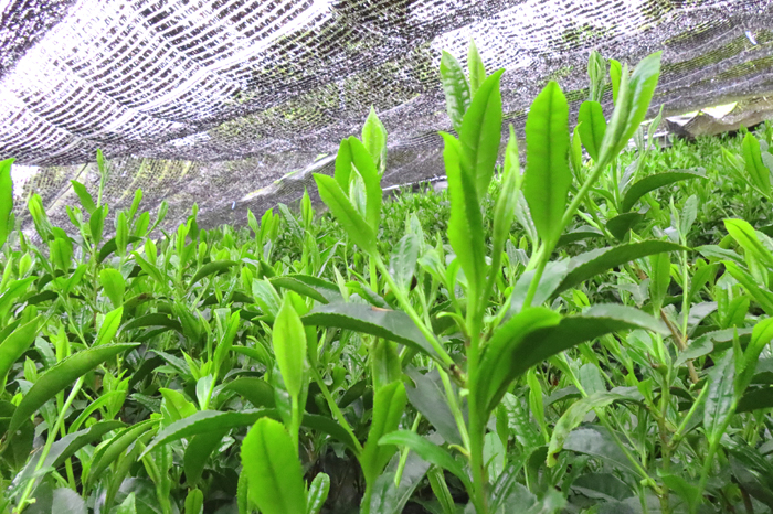 手摘み玉露と宇治茶2種のお詰合せ～宇治田原最高茶師～〈お茶 茶 煎茶 緑茶 茶葉 玉露 手摘み玉露 雁が音 茎茶 詰合せ 最高茶師 大臣賞 飲料 加工食品〉 