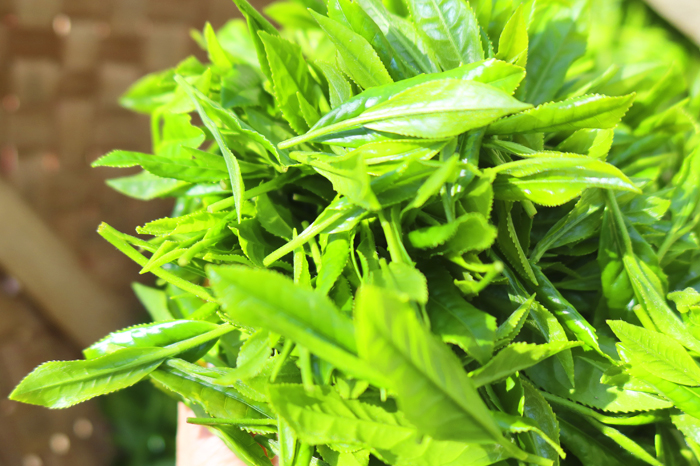 【数量限定】京都・緑茶発祥の地、大臣賞生産者のお茶を大臣賞茶師がティーバッグにしました〈お茶 茶 煎茶 緑茶  茶葉 玉露  かぶせ茶 ティーバッグ 詰合せ 最高茶師 大臣賞 飲料 加工食品〉 