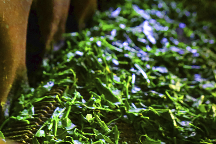 手摘み玉露と宇治茶2種のお詰合せ～宇治田原最高茶師～〈お茶 茶 煎茶 緑茶 茶葉 玉露 手摘み玉露 雁が音 茎茶 詰合せ 最高茶師 大臣賞 飲料 加工食品〉 