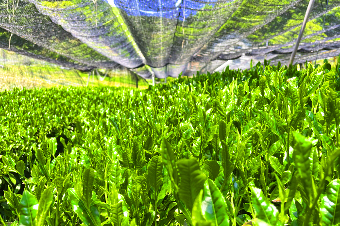 手摘み玉露と宇治煎茶のお詰合せ～宇治田原最高茶師～〈お茶 茶 煎茶 緑茶 茶葉 玉露 手摘み玉露 雁が音 茎茶 詰合せ 最高茶師 大臣賞 飲料 加工食品〉 