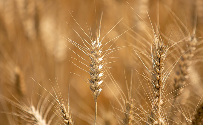 石臼挽き一文字 乾麺 （黒うどん）4袋 約8人前（1袋200g、約2人前） 備前福岡 一文字うどん 麺類 小麦製品 ざるうどん かけうどん 子供 お昼 ランチ あっさり さっぱり 地元 小麦粉 風味 