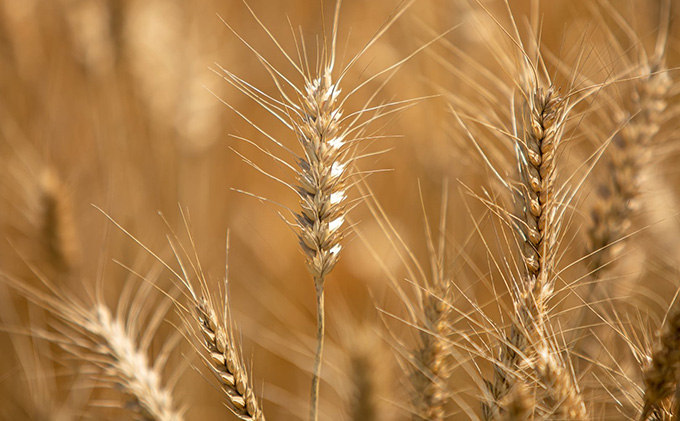 冷凍 ざる うどん 300g×10袋（つけ汁90g×10袋つき）備前福岡 一文字うどん 麺類 小麦製品 ざるうどん 子供 お昼 ランチ あっさり さっぱり 挽きたて 小麦粉 釜揚げ 簡単 時短 調理 ふくほのか 