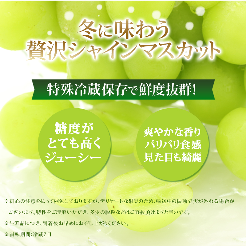 【年内お届け】 シャインマスカット 冷蔵 1kg以上 富山葡萄園 ぶどう 長野 マスカット ブドウ フルーツ 果物 シャイン【 果物類 】 デザート 食後 おやつ 皮ごと 種無し 長野県産 信州 