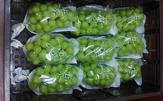 【年内お届け】 シャインマスカット 冷蔵 1kg以上 富山葡萄園 ぶどう 長野 マスカット ブドウ フルーツ 果物 シャイン【 果物類 】 デザート 食後 おやつ 皮ごと 種無し 長野県産 信州 