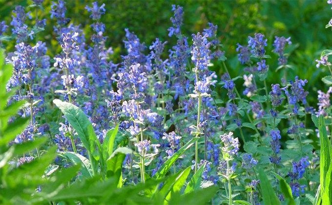 『風のガーデン』 3名様入場券  (チケット 体験 入場 券 旅行 トラベル リゾート 北海道 富良野市 ふらの)