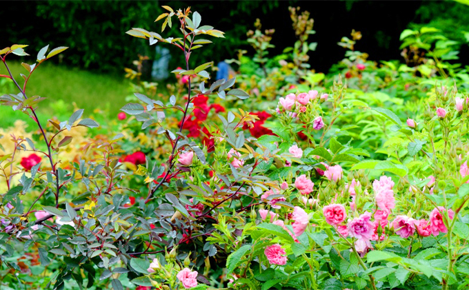 『風のガーデン』 2名様入場券  (チケット 体験 入場 券 旅行 トラベル リゾート 北海道 富良野市 ふらの)