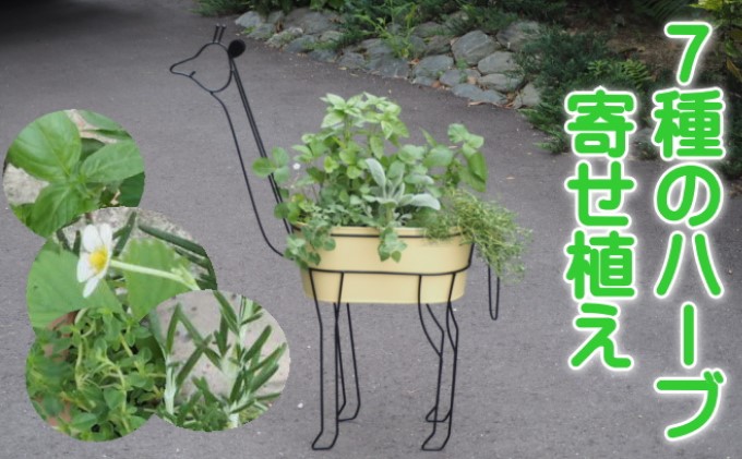 ハーブ 寄植え 7種 キリン型 アイアン鉢 配送不可 北海道 沖縄 離島 植物 寄せ植え 料理 育てる 収穫 初心者 ローズマリー パセリ セージ ミント オレガノ バジル コリアンダー タイム ディル ラベンダー 