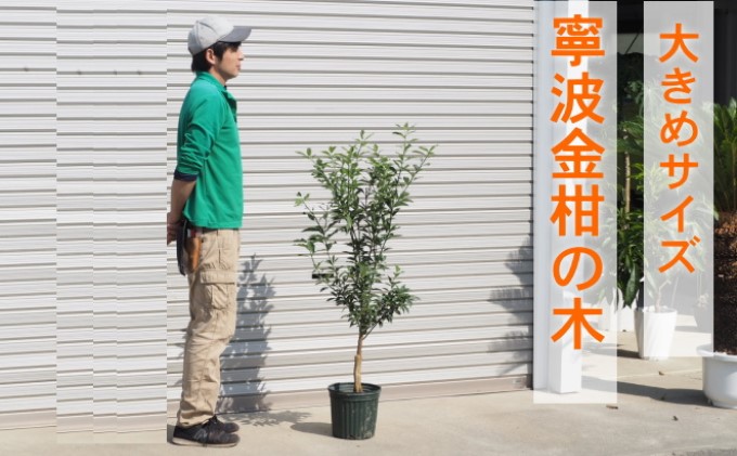 鉢植え 寧波金柑の木 大きめサイズ 1本 配送不可 北海道 沖縄 離島 インテリア ガーデニング 丈夫 育てやすい 甘み 強い 香り 受粉樹 不必要 地植え 白い花 