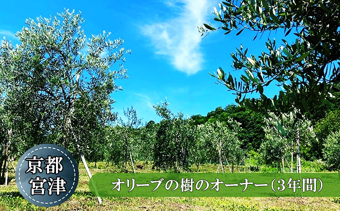 【京都府宮津市】京都宮津 オリーブの樹のオーナー(3年間) チケット オーナー権 オリーブオイル 宮津産 100% イタリア トスカーナ産 ブレンド ギフト 収穫 体験 石けん 関連商品 お届け