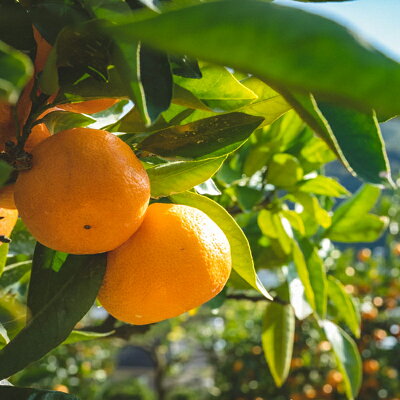 BG6112n_【完熟濃厚】完熟 有田みかん 10kg 【訳あり 家庭用】