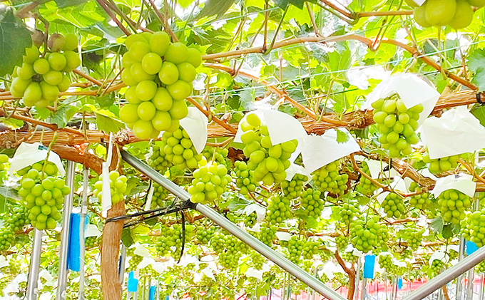 ぶどう 2026年 先行予約 シャイン マスカット 晴王 1房 約670g 晴れの国 おかやま 岡山県産 フルーツ王国 果物王国 食後 産地直送 