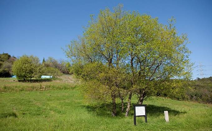 往古来今 ビアカップセット 雑貨 食器 ビール キッチン 用品 アイテム 備前焼 須恵器 味わい 焼き物 シンプル 飲み物 ペア 