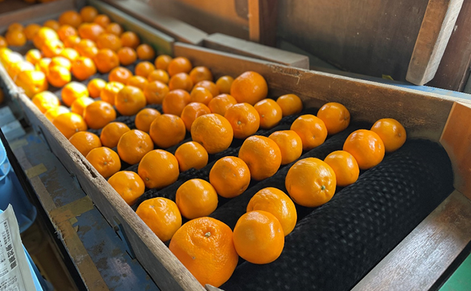 こたつみかん　はるみ約5kg（サイズいろいろ・ワケあり品）【配達不可地域あり】 果物 柑橘 フルーツ 冬 冬の味覚 大粒 果肉 果汁 たっぷり 種 少なめ デザート 静岡県産 産地直送