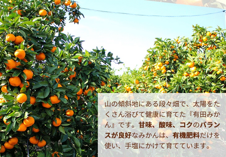 ＼光センサー選別／こだわりの完熟有田みかん 8kg＋250g(傷み補償分) 【ご家庭用】サイズ混合 有機質肥料100%｜ ふるさと納税 ミカン 〇※2025年11月中旬～2026年1月上旬頃に順次発送予定 ※北海道・沖縄・離島への配送不可