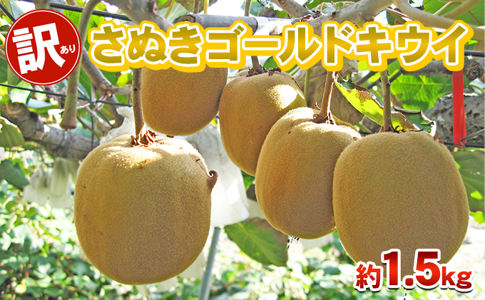 【香川県東かがわ市】訳あり さぬきゴールド 1.5kg 香川県産 キウイ キウイフルーツ ゴールドキウイ ゴールデンキウイ フルーツ 果物 くだもの 旬のフルーツ 旬の果物 香川 香川県 東かがわ市