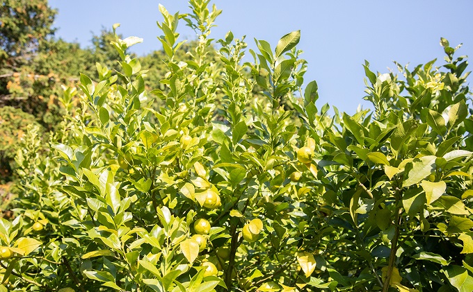 瀬戸内 牛窓産 レモン 約4kg（1果 100g前後） 果物 柑橘 果実 国産 爽やか ワックス 防腐剤 不使用 料理 ジュース 酎ハイ 焼酎 飲み物 果汁 ドレッシング ソース 