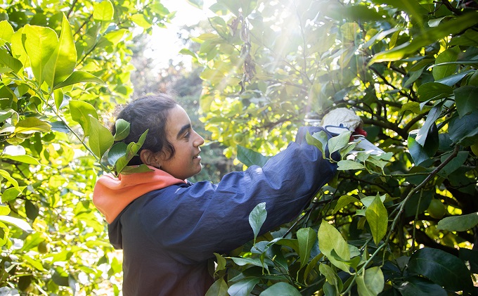 瀬戸内 牛窓産 レモン 約4kg（1果 100g前後） 果物 柑橘 果実 国産 爽やか ワックス 防腐剤 不使用 料理 ジュース 酎ハイ 焼酎 飲み物 果汁 ドレッシング ソース 