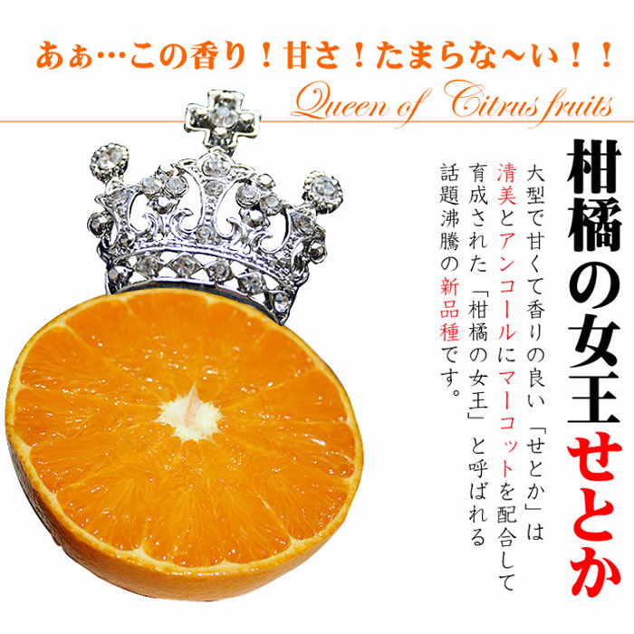 鹿児島県日置市のふるさと納税 No.211 ＜先行予約受付中！2026年2月下旬～3月下旬までの間に発送＞みかんの大トロ！幻の柑橘「せとか」(約3kg) みかん ミカン 柑橘 せとか 青果 果実 鹿児島 常温 常温保存【黒川農園】