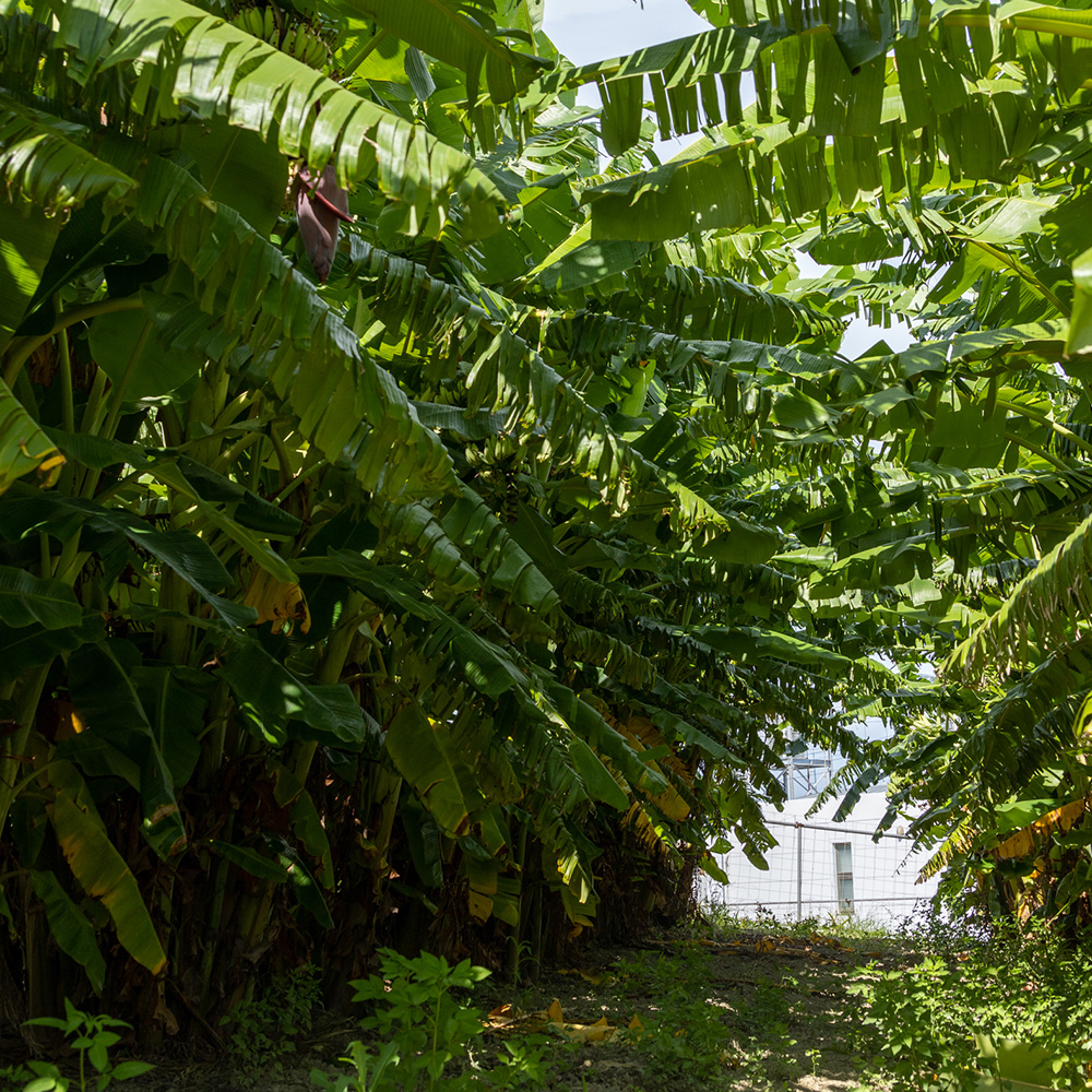 沖縄県南風原町のふるさと納税 【希少】沖縄本島産 南風原町農友会の「アップルバナナ」　3kg