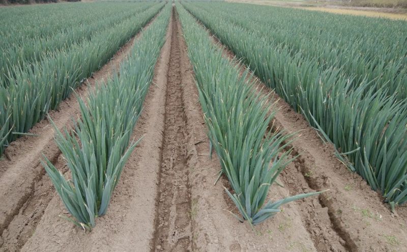 白砂ねぎ　LLサイズ　約5kg