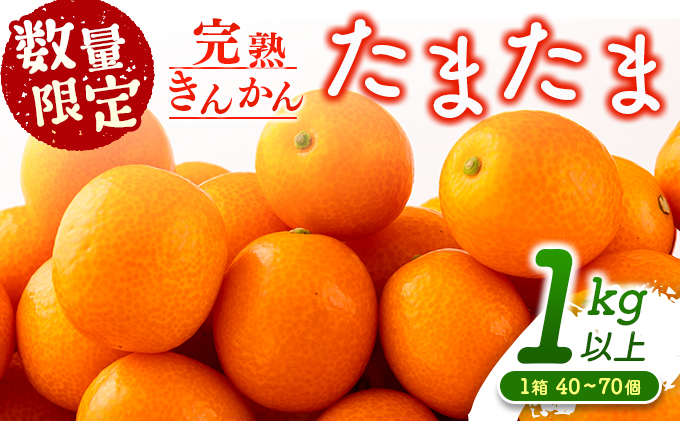 先行予約 完熟きんかん たまたま 計1kg