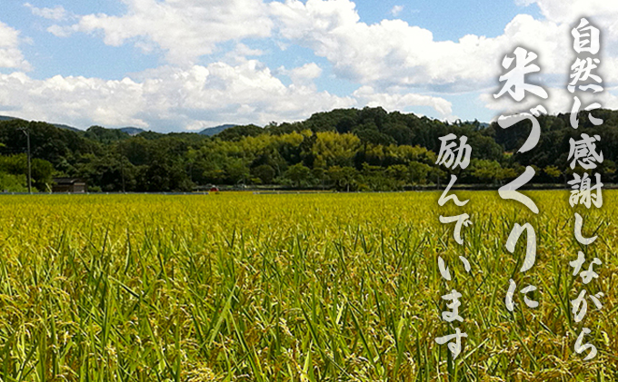 令和7年度産ミルキークイーン　白米5kg×6カ月定期 お米 ライス 精米 ブランド米 ご飯 炭水化物 毎食 朝ごはん ランチ 昼ごはん 夜ごはん 食卓 主食 おにぎり 直送 低農薬 