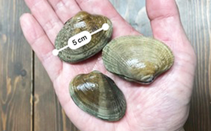 あさり 北海道 厚岸産 あさり 2.5kg 海産物 海の幸 味が濃い 貝類 貝
