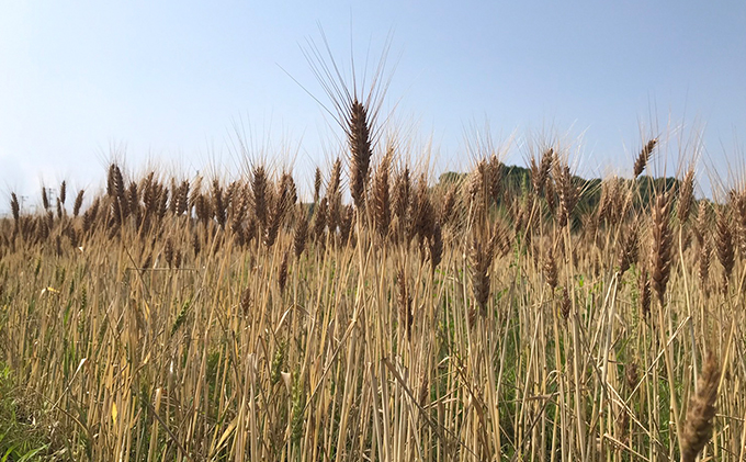 瀬戸内自然栽培・石臼挽き小麦粉「ミナミノカオリ」5kg 加工食品 晴れの国 太陽 エネルギー パン お菓子 無農薬 無肥料 胚芽 表皮 胚乳 経験 技術 