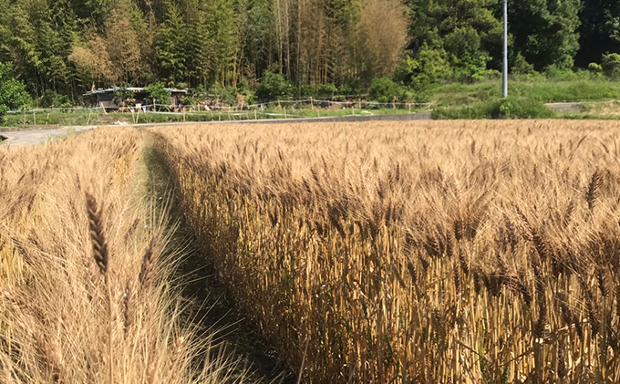 瀬戸内自然栽培・石臼挽き小麦粉「ミナミノカオリ」2kg 加工食品 晴れの国 太陽 エネルギー パン お菓子 無農薬 無肥料 胚芽 表皮 胚乳 経験 技術 