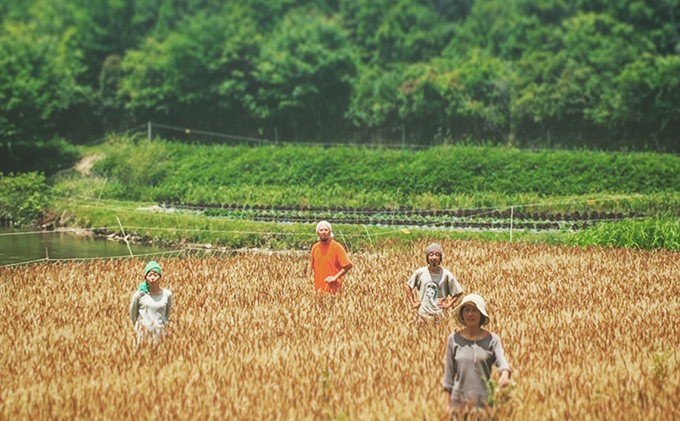 瀬戸内自然栽培・石臼挽き小麦粉「ミナミノカオリ」2kg 加工食品 晴れの国 太陽 エネルギー パン お菓子 無農薬 無肥料 胚芽 表皮 胚乳 経験 技術 