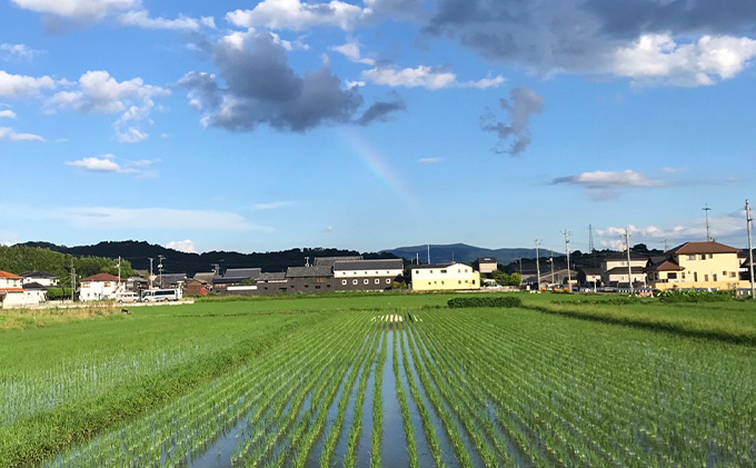 瀬戸内自然栽培米「朝日」5分づき 5kg お米 エネルギー 無農薬 無肥料 有機肥料 旨味 おいしい 太陽 光 貴重 丁寧 難しい 