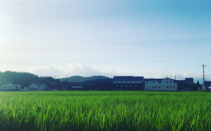 定期便6ヶ月　瀬戸内自然栽培米 令和7年産「朝日」白米 5kg お米 エネルギー 無農薬 無肥料 有機肥料 旨味 おいしい 太陽 光 貴重 丁寧 難しい 