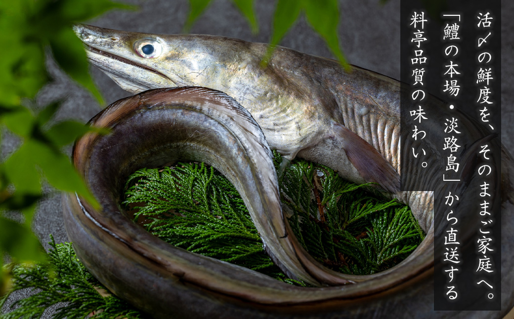 活〆淡路島産 鱧 （はも） 骨切り 【鮮度自慢】 1kg（500ｇ×2袋） 冷凍