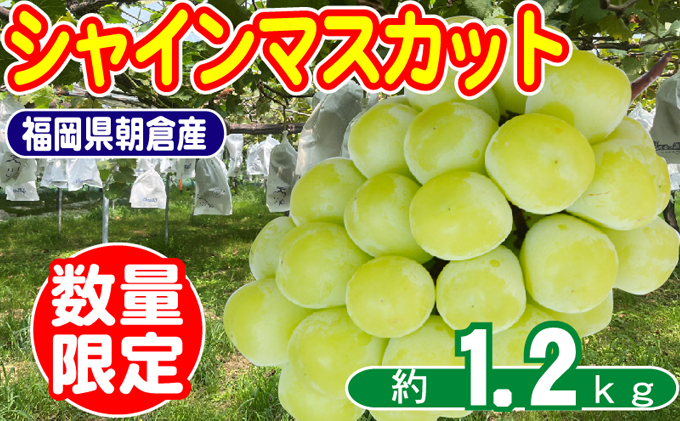 yqsz2026N815t VC}XJbg 2`4[ 1.2kg ʌ ICό Ԃǂ ͔|Ԓ JASFؔ엿 _ 炲 u₩ x uhE