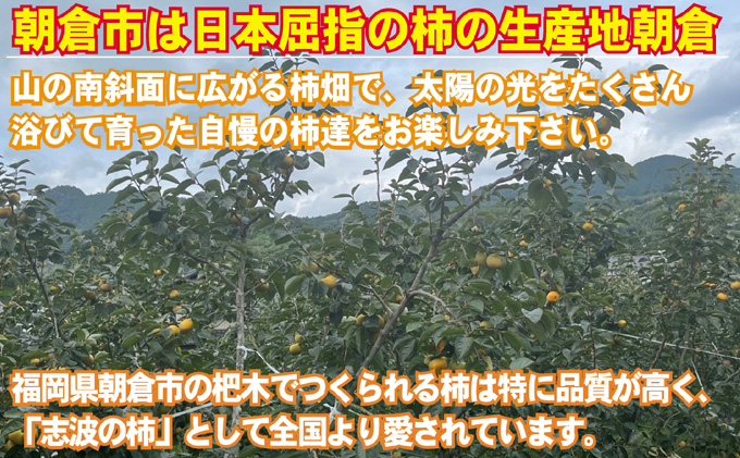 2025年先行予約 志波の富有柿 M～2Lサイズ×約12個入（冷蔵）発送予定：2025年12月20日～2026年1月31日 ※配送不可：離島 果物 フルーツ 秋の味覚 おやつ デザート 産地直送 ブランド 柿の王様 福岡県産 朝倉市産