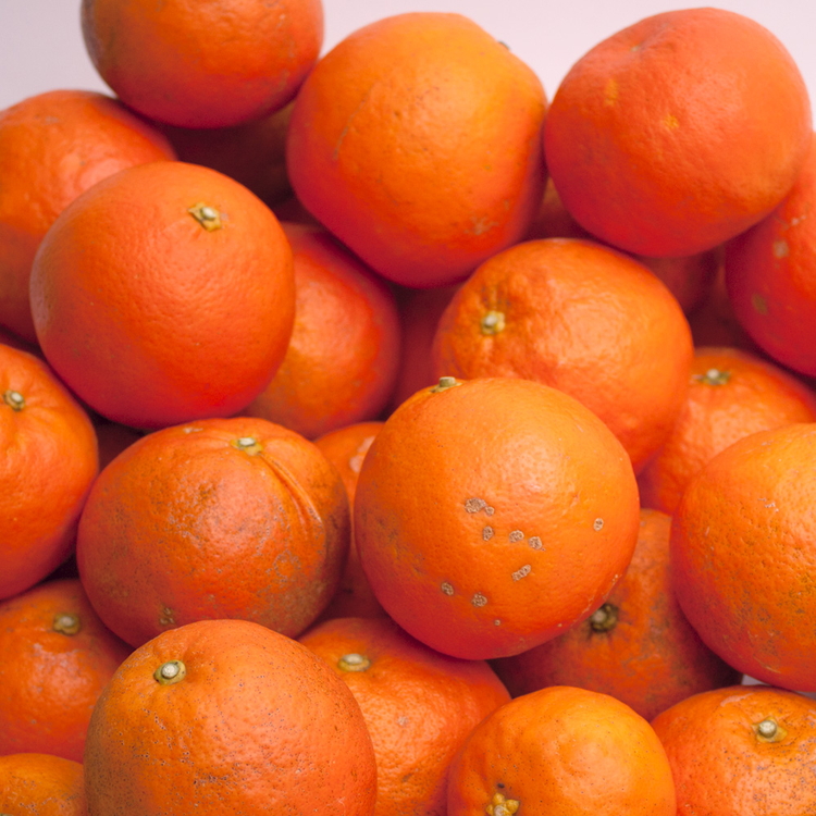 ＜4月より発送＞家庭用セミノールオレンジ7.5kg+250g（傷み補償分）◇【有田の春みかん】【有田産】【光センサー食べ頃出荷】【わけあり・訳あり】 ※北海道・沖縄・離島への配送不可　※2026年4月上旬～5月下旬頃に順次発送予定