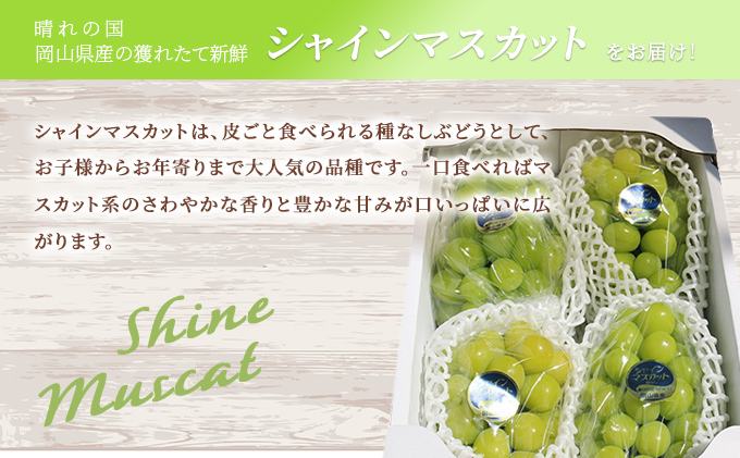 【2026年先行予約】 【ご家庭用】ぶどう 岡山県産 シャインマスカット 2kg以上(3～4房)《2026年9月上旬-下旬頃出荷》 葡萄 ブドウ 岡山県産 フルーツ 果物 数量限定 期間限定 里庄町 ブドウ 果物類 
