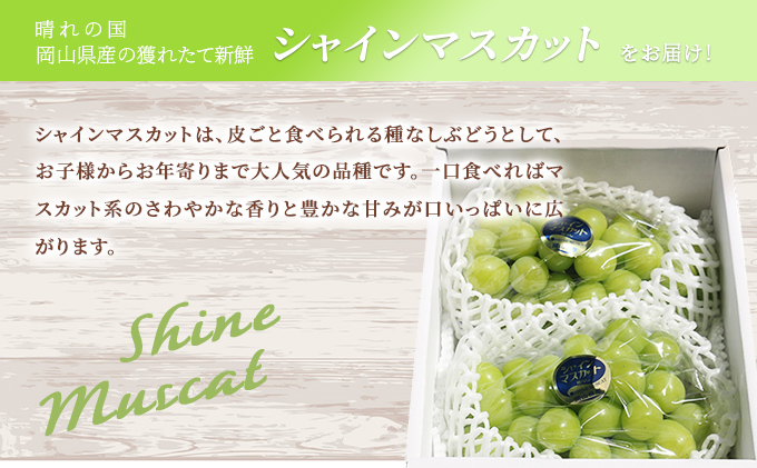 【2026年先行予約】 ぶどう 岡山県産 シャインマスカット 1.2kg以上(2房)《2026年9月上旬-下旬頃出荷》 葡萄 ブドウ 岡山県産 フルーツ 果物 数量限定 期間限定 岡山 里庄町 ブドウ 果物類