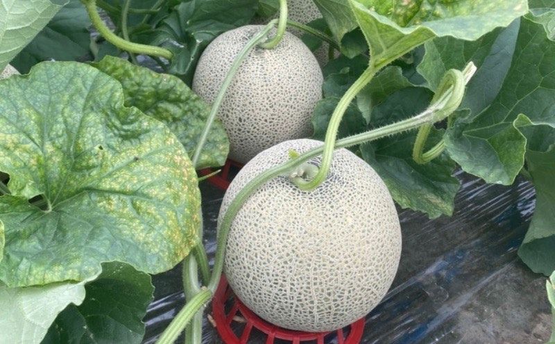 北海道 上富良野産 最上等級“ 秀品 赤肉メロン ” 糖度14度 以上