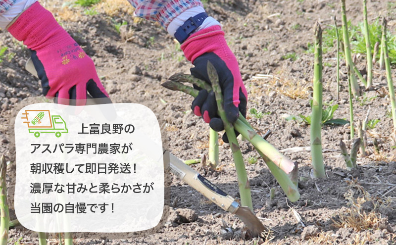 令和8年産】アスパラ専門農家の特選グリーンアスパラ2kg（L～2L