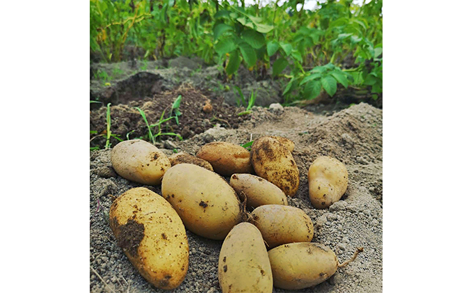 令和8年産】 上富良野産 秋の オーガニック お野菜 セット 詰合せ 約