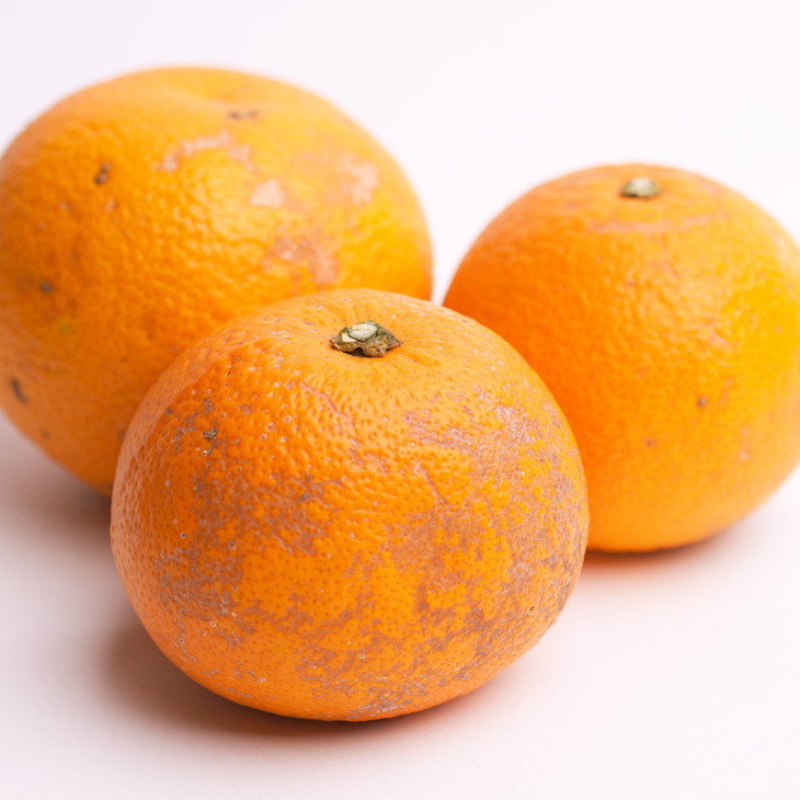 ＜4月より発送＞家庭用 樹上完熟はっさく7.5kg+225g（傷み補償分）有田の春みかん・五月八朔・さつきはっさく・木生りはっさく・きなりはっさく【光センサー選別】訳あり